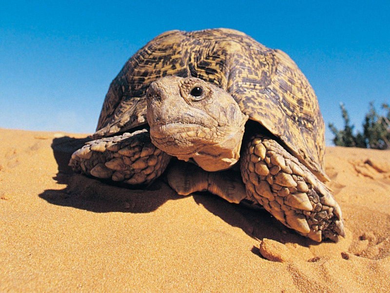 Slow Tortoise