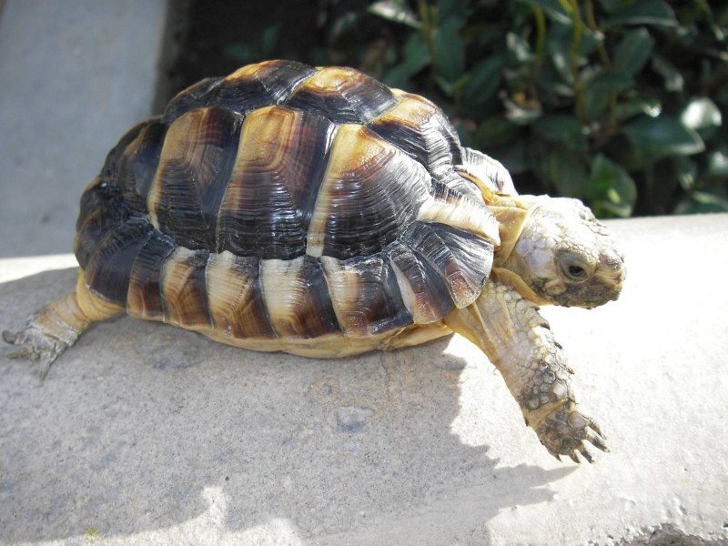 Testudo kleinmanni
