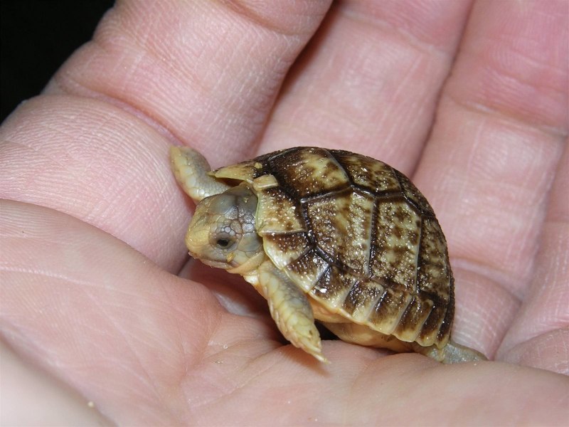 Гофер (Gopherus Polyphemus) Америка