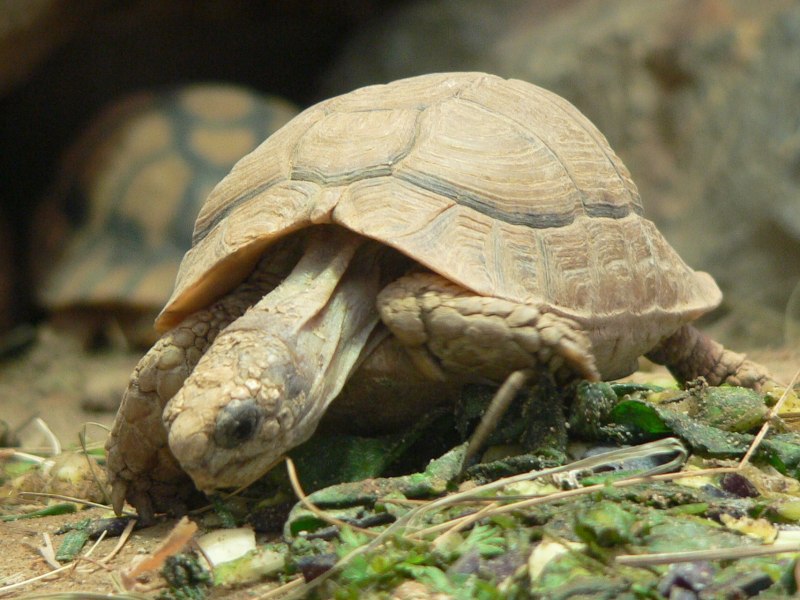 Testudo kleinmanni