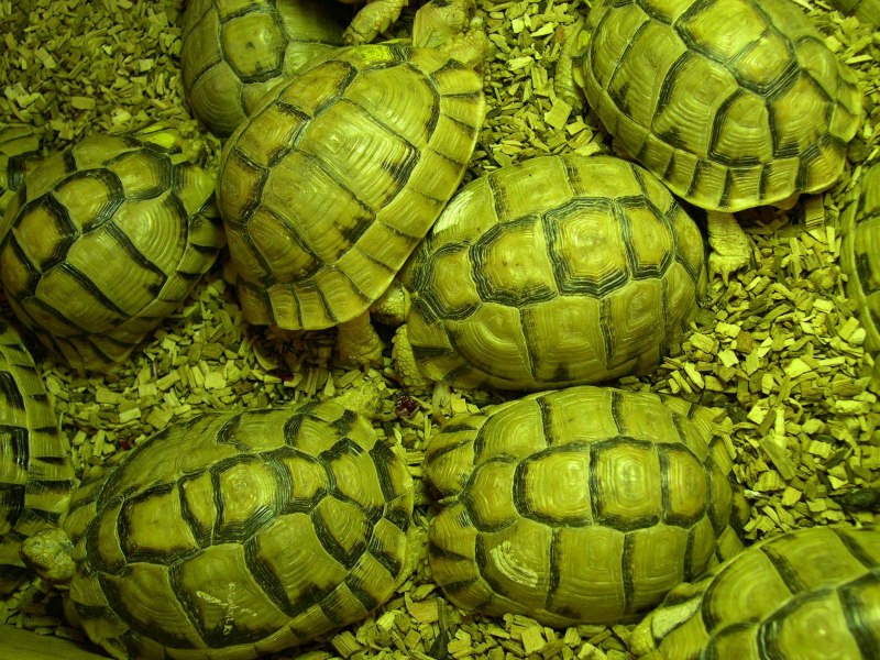 Testudo kleinmanni