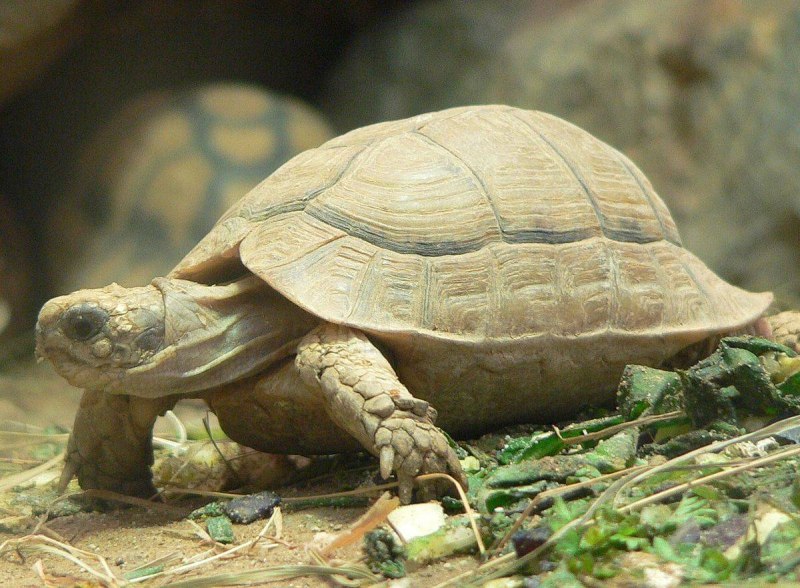 Черепаха Testudo