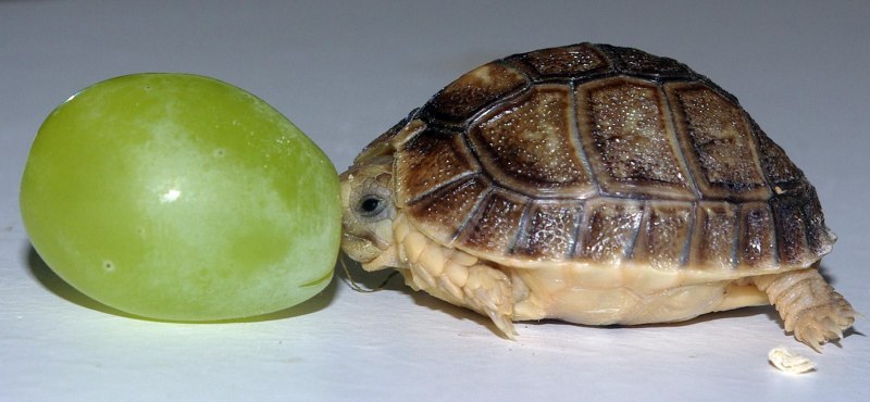 Testudo kleinmanni