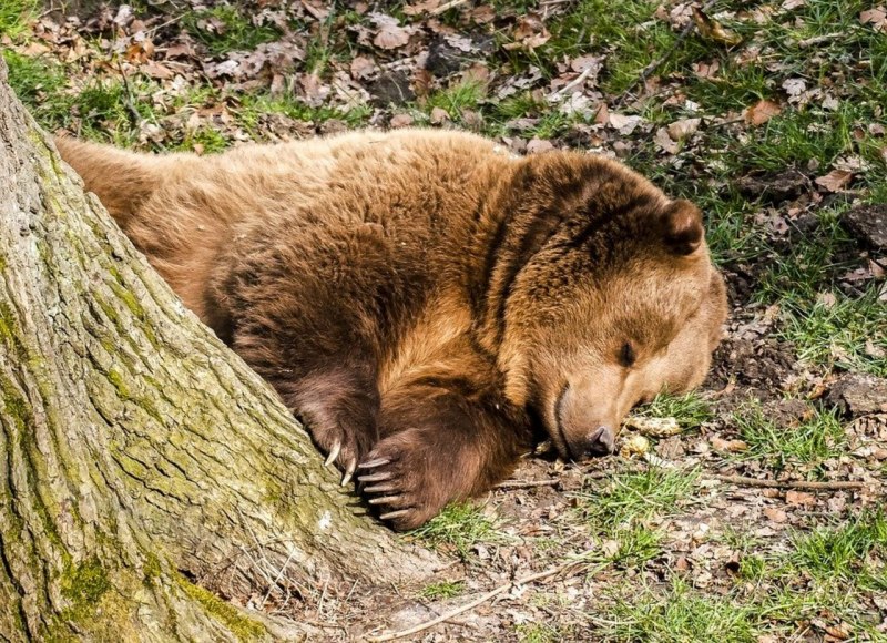 Тяньшанский бурый медведь
