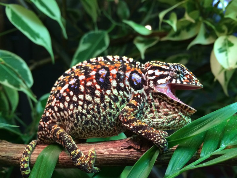 Хамелеон Ковровый (Furcifer lateralis)