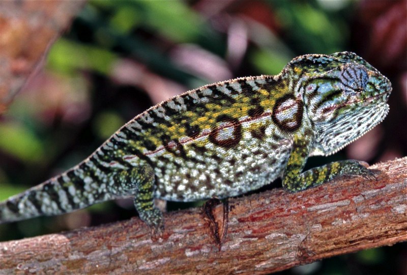 Ковровый хамелеон (Furcifer lateralis Major)