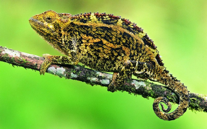 Panther Chameleon Limon