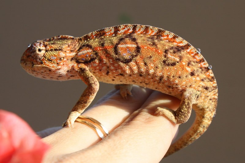 Хамелеон Ковровый (Furcifer lateralis)
