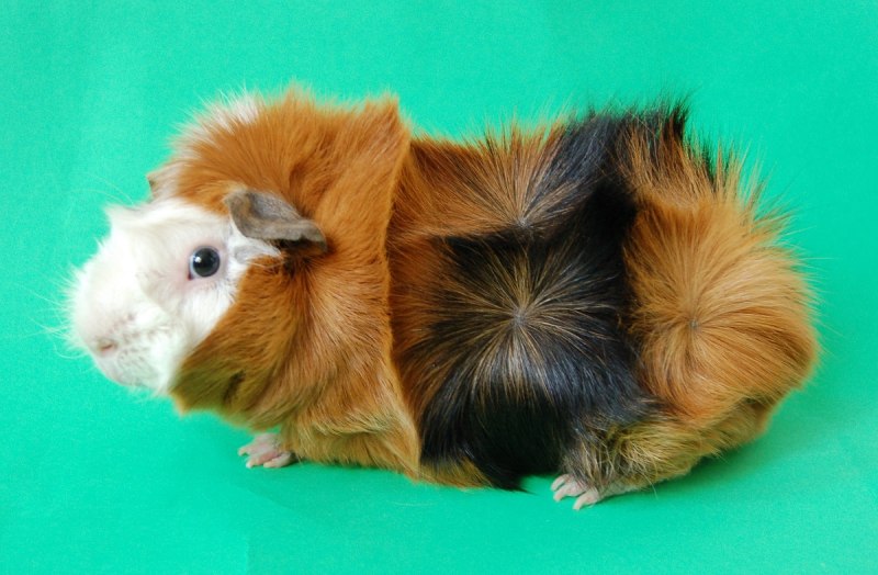 Морская Свинка Cavia aperea