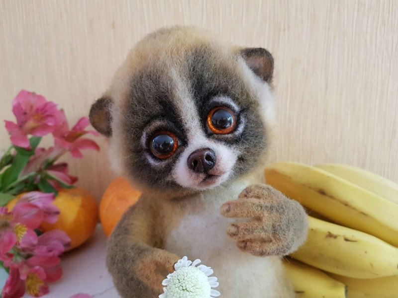 Кошачий лемур Мадагаскар