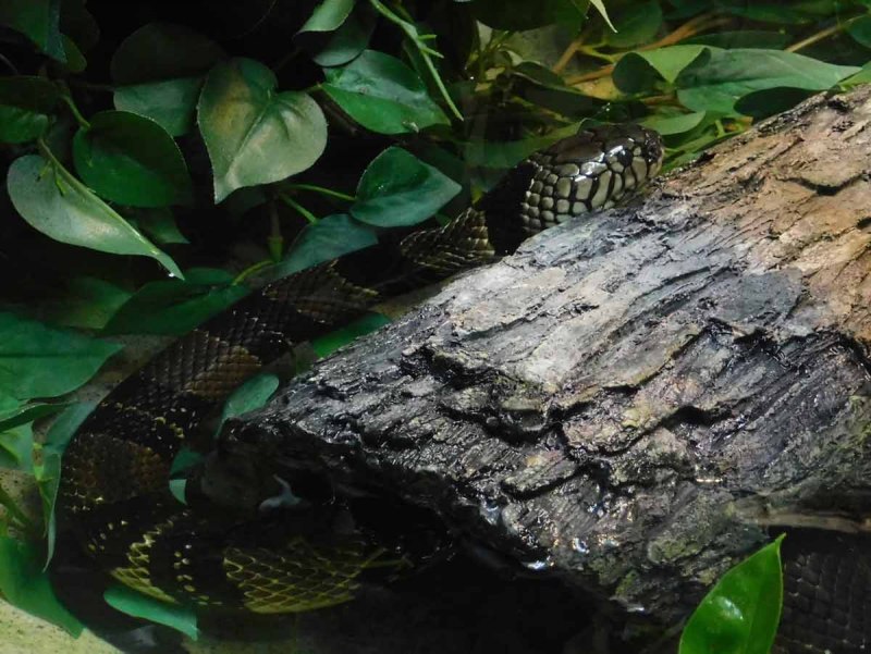 Pseudoxenodon macrops