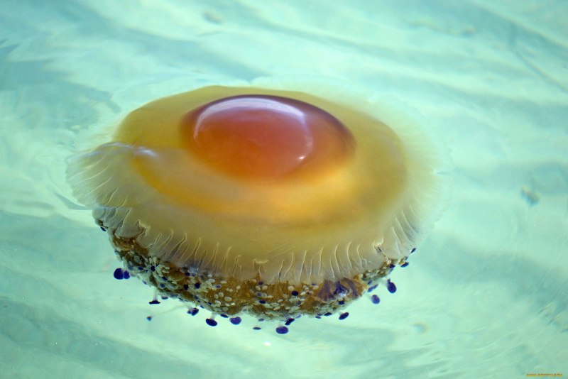Медуза пелагия (Pelagia Noctiluca