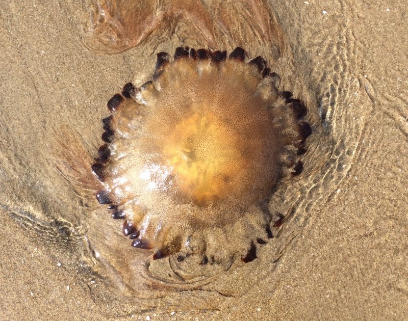 Коричневые медузы Средиземное море