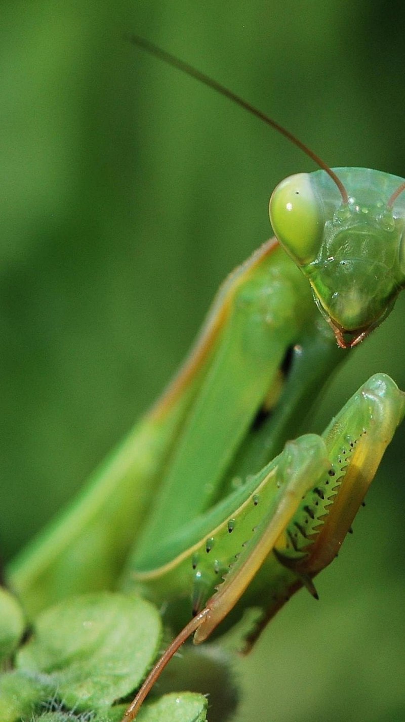 Praying Mantis насекомое