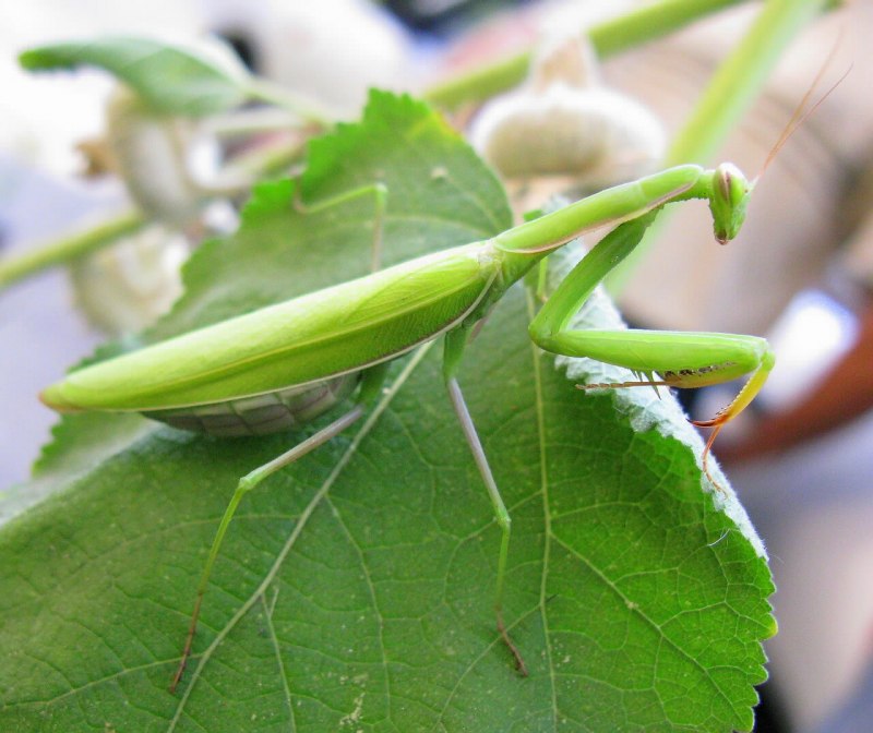 Земляной богомол (Geomantis Larvoides)