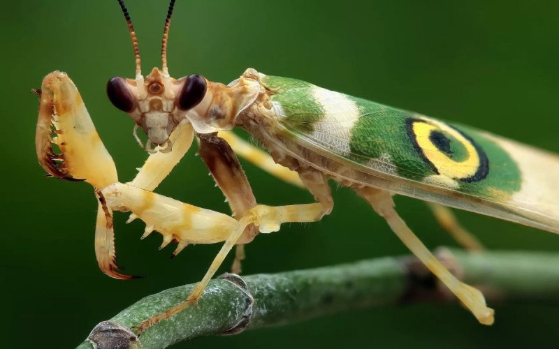 Ischnomantis Gigas богомол