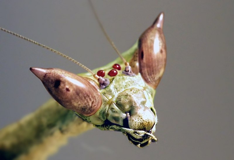 Богомол Mantis religiosa самка