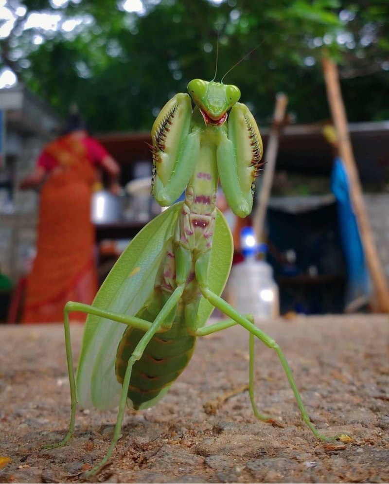 Богомол Mantis