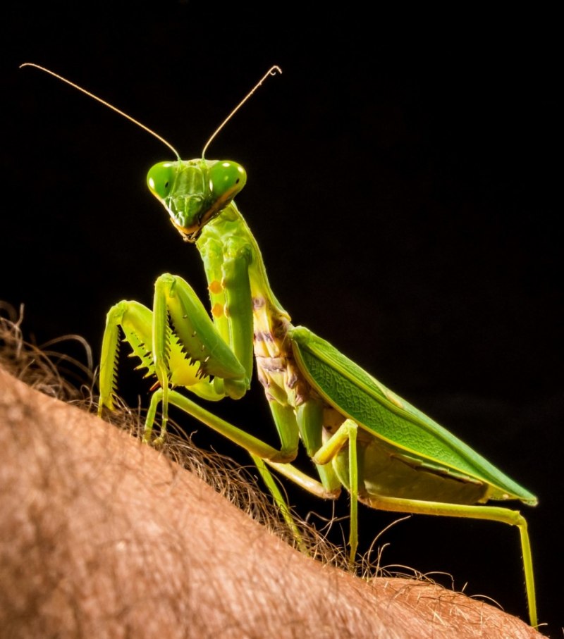 Богомол обыкновенный (Mantis religiosa)