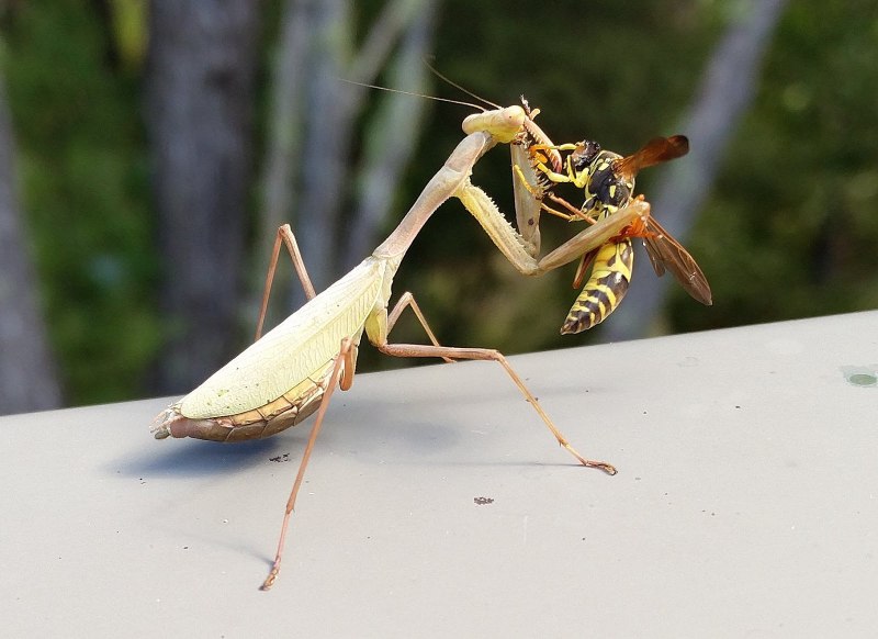 Ischnomantis Gigas богомол