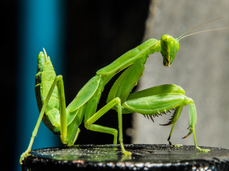 Praying Mantis насекомое