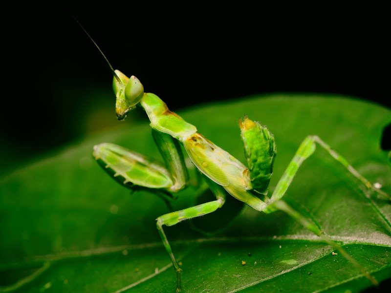 Гигантский папуанский кузнечик Hyperhomala virescens