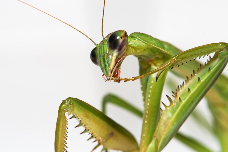 Богомол Mantis