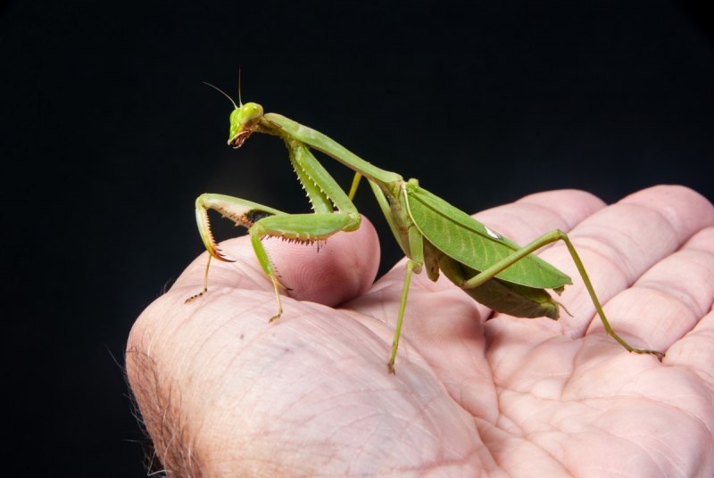 Ischnomantis Gigas богомол