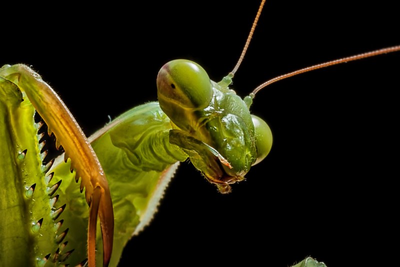 Ischnomantis Gigas богомол