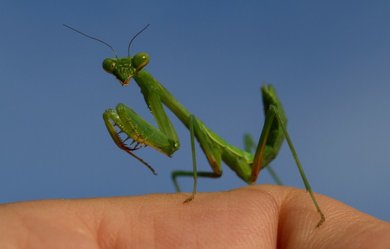 Богомол Idolomantis diabolica