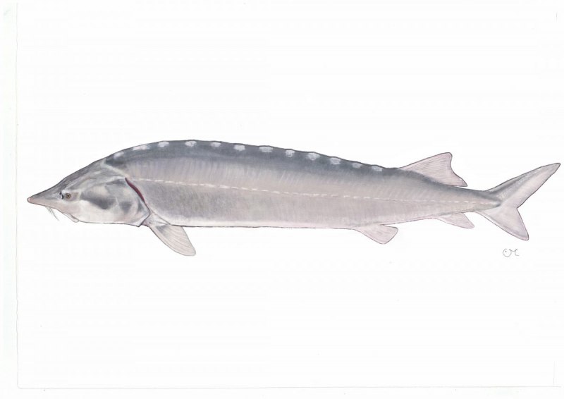 Белуга Huso Huso (Linnaeus, 1758)