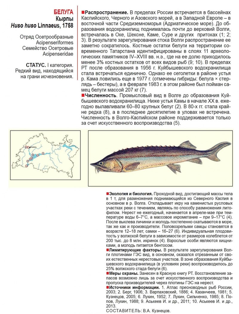 Азовская Белуга красная книга