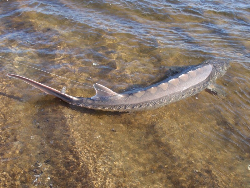 Белуга Рыбинское водохранилище