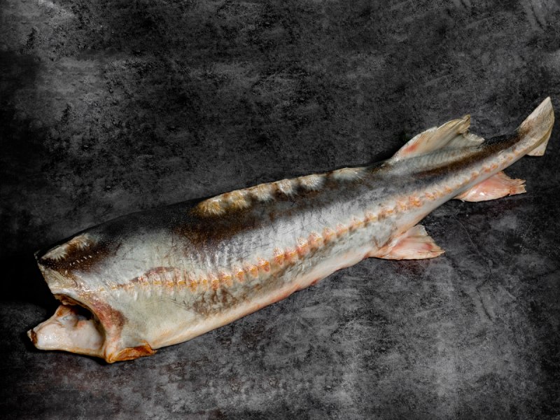 Белуга рыба морская