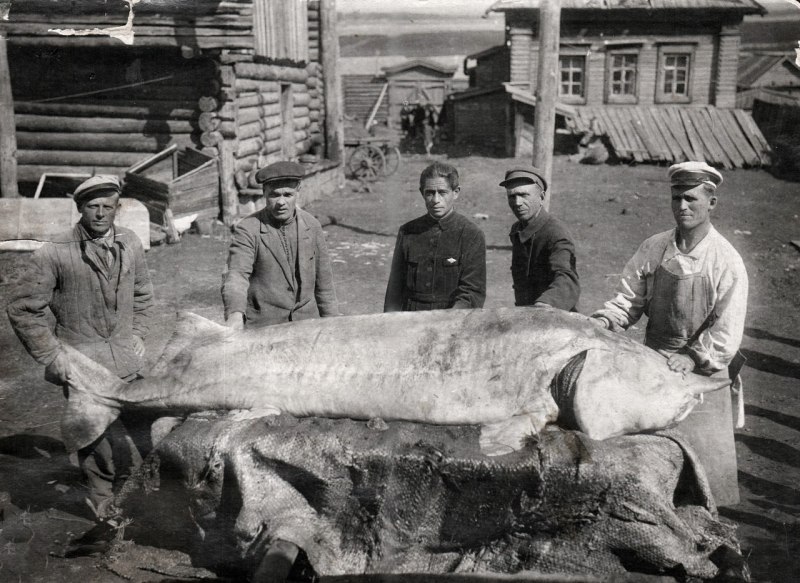 Белуга выловленная в 1921 году на Волге