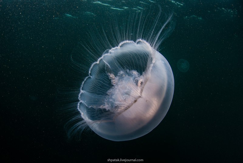 Aurelia Aurita медуза