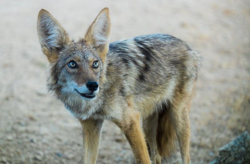 Луговой волк canis Latrans