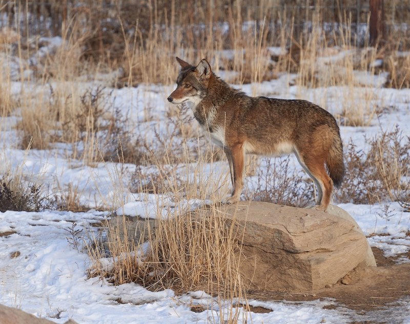 Луговой волк canis Latrans