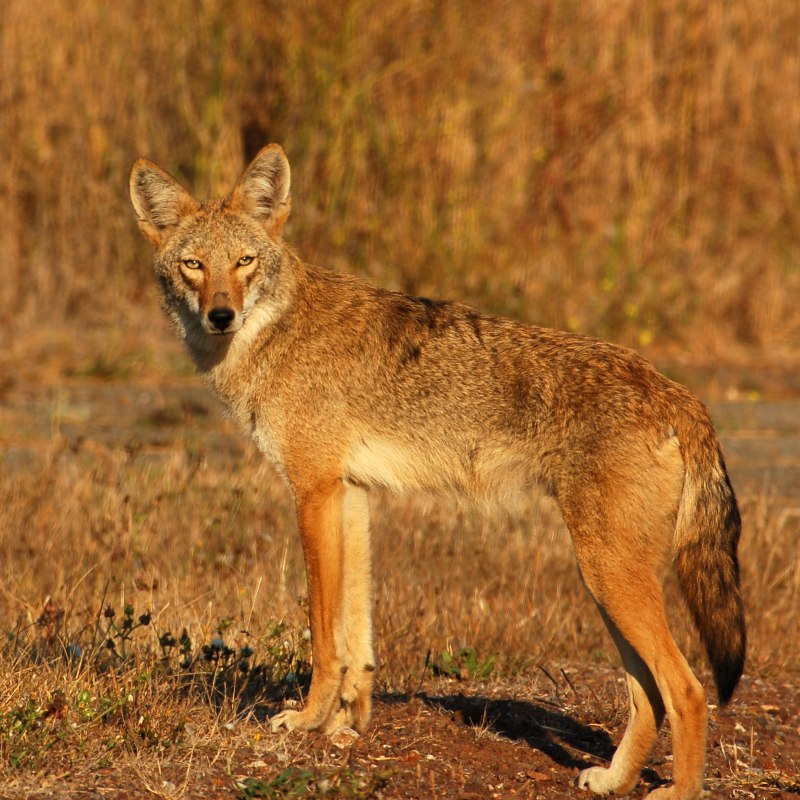Canis Latrans