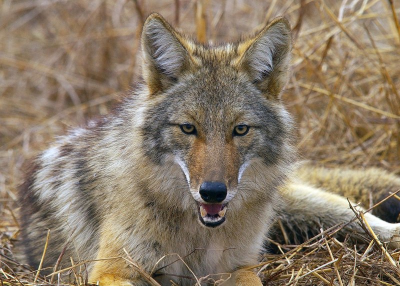 Луговой волк canis Latrans