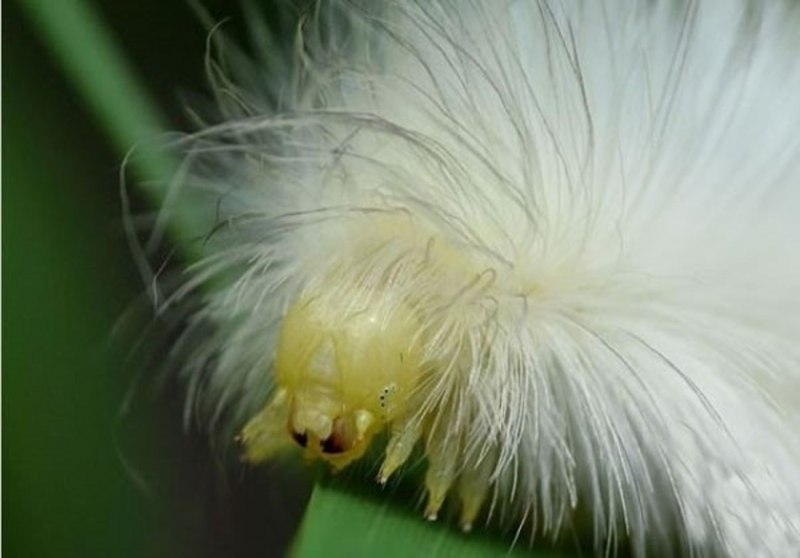 Heliconiinae гусеница геликонида
