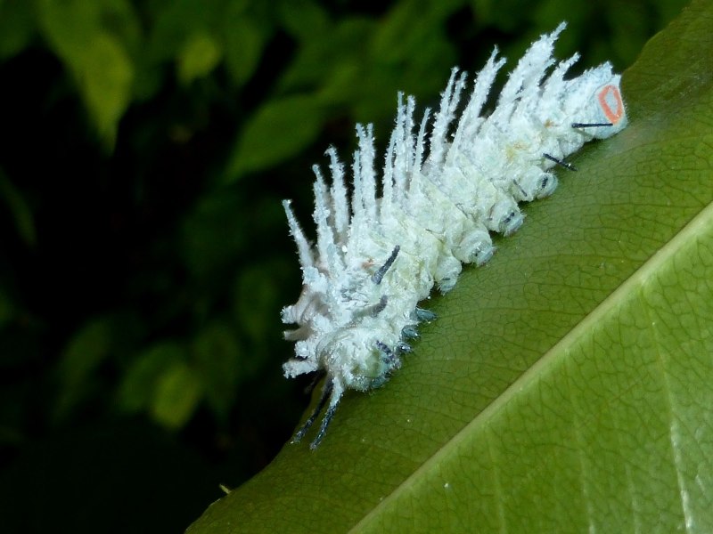 Attacus Atlas гусеница
