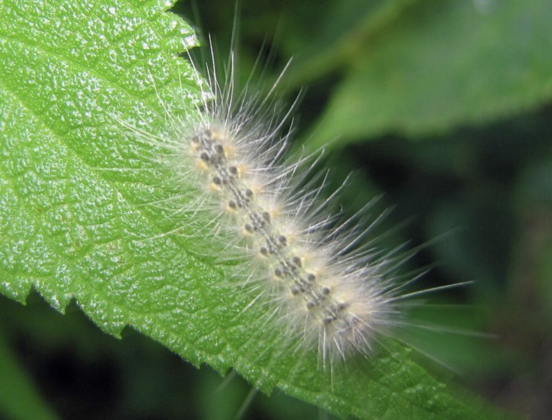 Американская белая бабочка Hyphantria cunea