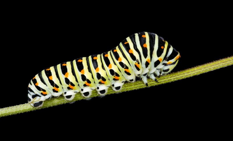 Catonephele numilia гусеница