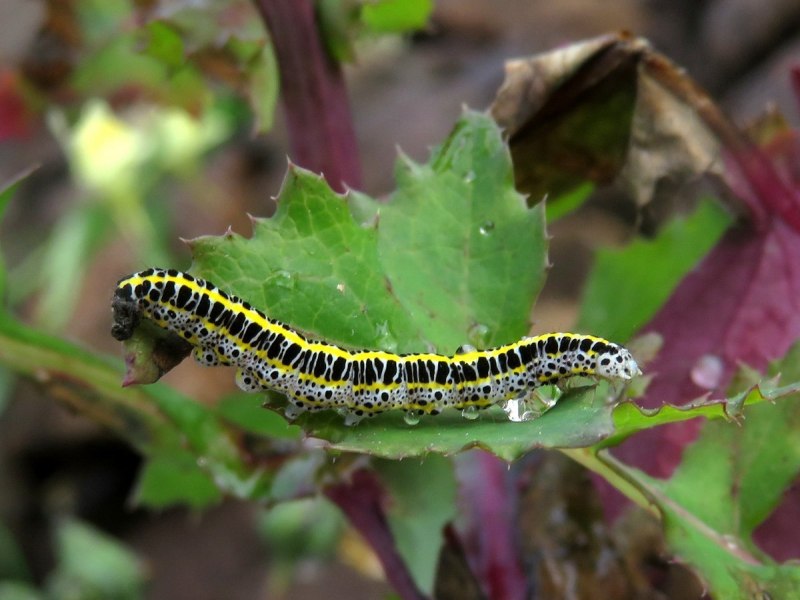Black Caterpillar гусеница
