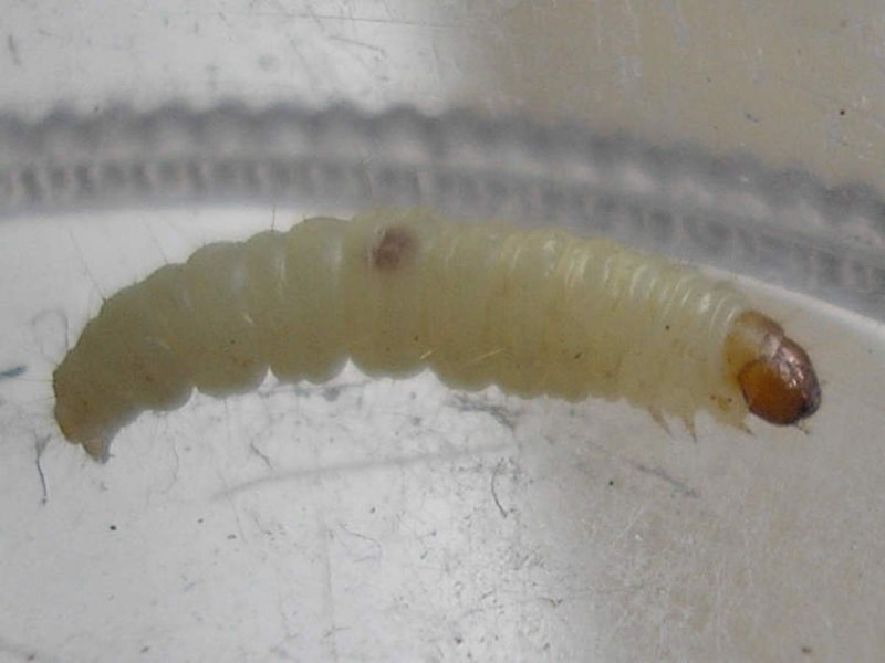 Callimorpha dominula