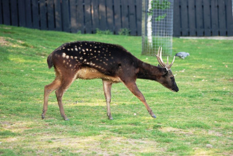 Филиппинский пятнистый олень (Cervus alfredi)