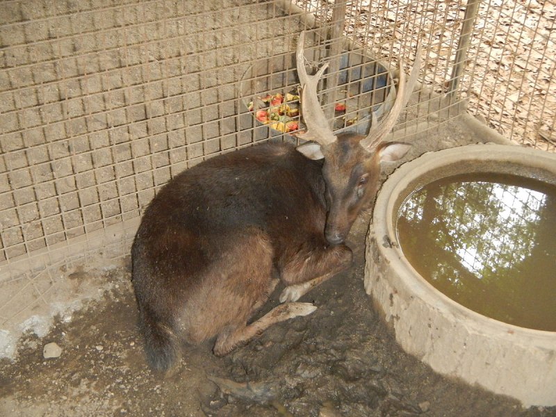 Замбар самка