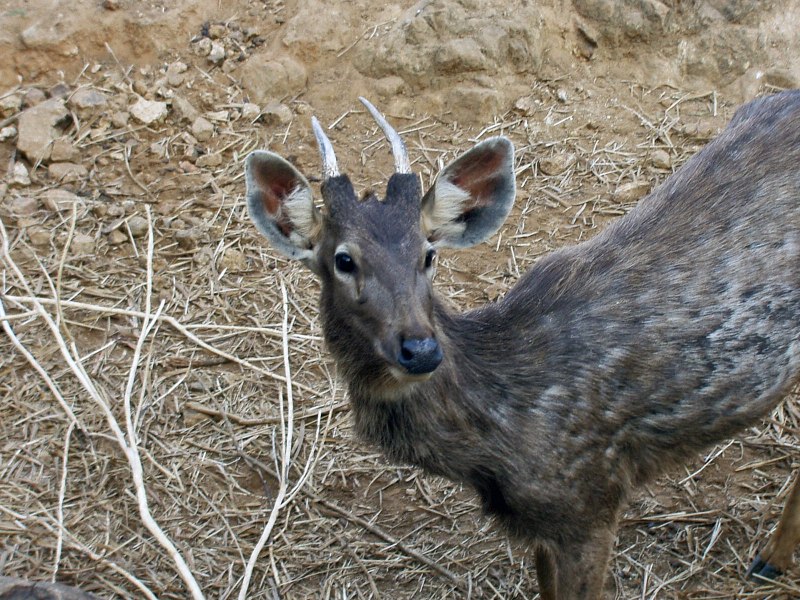 Самец индийский замбар