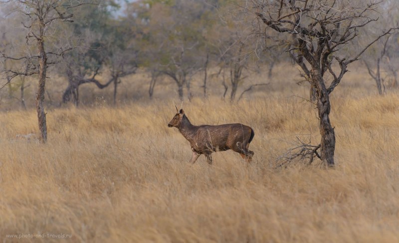 Kanha National Park картинки